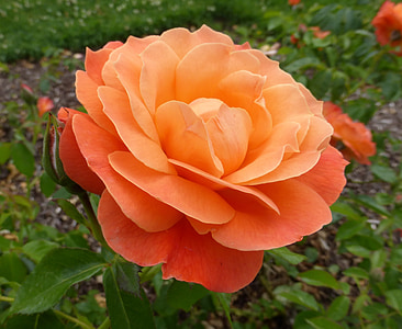 orange flower thumbnail