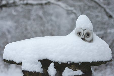 gray owl covered with snow during daytime thumbnail