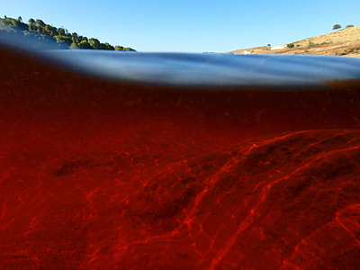 red body of water near green trees under blue sky thumbnail