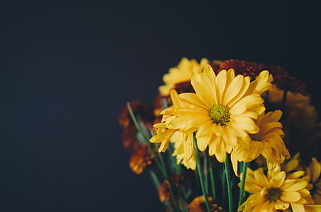 closeup photo of yellow daisy flowers lot thumbnail