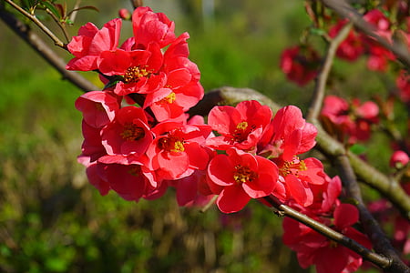 red cherry blossoms thumbnail