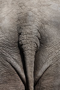 close up photo of elephant tail thumbnail