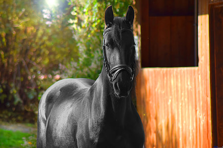 tilt shift lens photography of black horse during daytime thumbnail