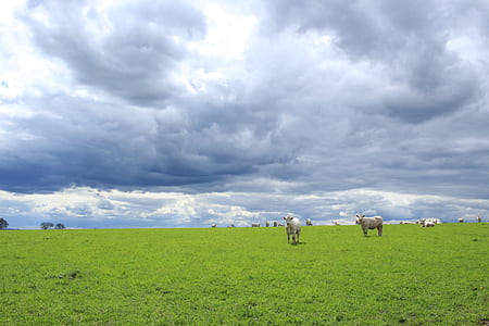 white cows on green grass land during daytime thumbnail