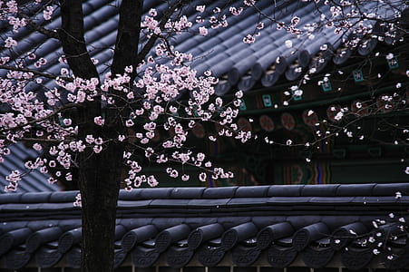flowering cherry blossom tree thumbnail