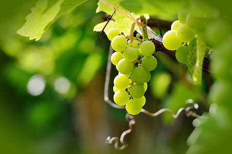 closeup photo of green grape fruit thumbnail