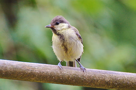 selective focus photography of brown and white bird thumbnail