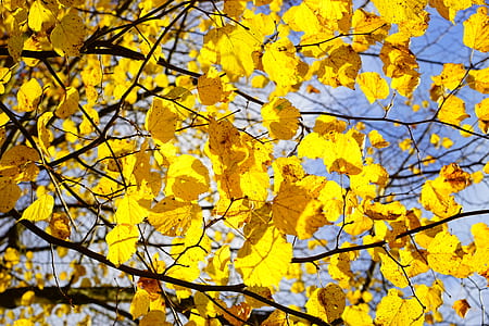 closeup photo of yellow leafed tree thumbnail