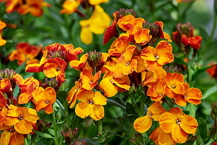 selective focus photography of orange petaled flowers thumbnail