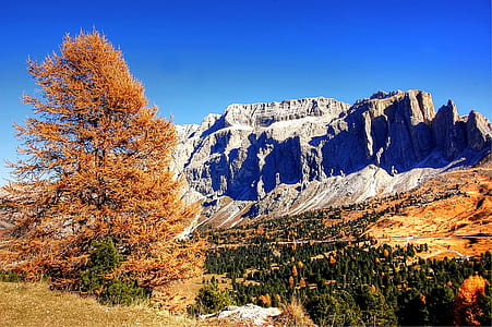 brown leafed tree near gray mountain thumbnail
