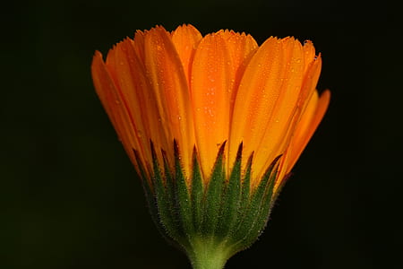 close-up photography of orange petaled flower thumbnail