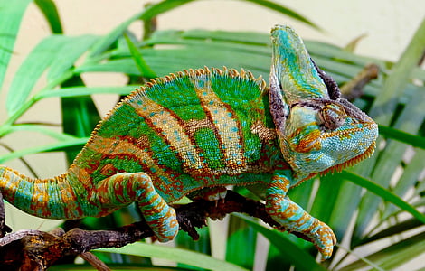 green, brown, and blue reptile thumbnail