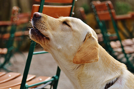 adult yellow Labrador retriever thumbnail