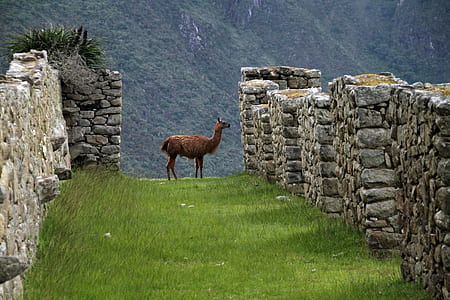brown goat on Machu Picchu thumbnail