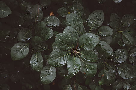 photo of green leafed plants thumbnail