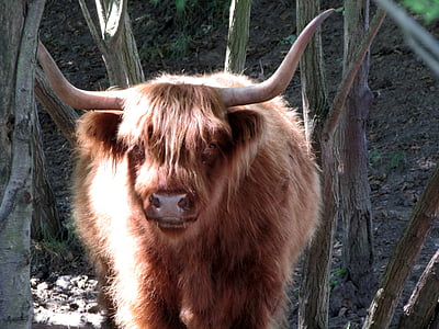 brown Highland cattle thumbnail