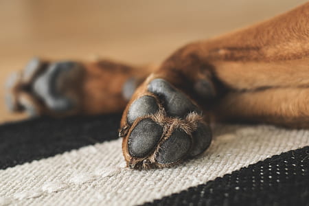 close shot of animal paw thumbnail