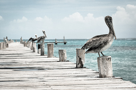 gray long beaked birds on gray wooden ocean duck during daytime thumbnail