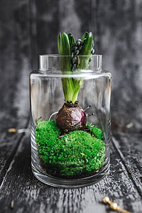 Close-ups of green potted plants thumbnail