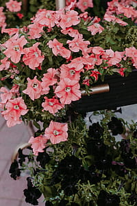 Close-up Photo of Pink Petunia Flowers thumbnail