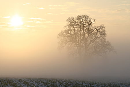 single leaf tree surrounded by mist under clear sky thumbnail