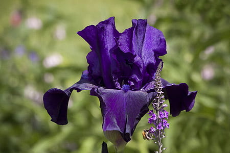 blooming purple flower thumbnail