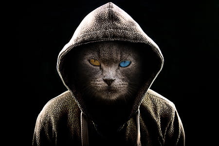 gray cat in gray pullover hoodie thumbnail