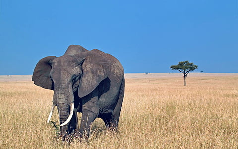 black elephant near green tree thumbnail