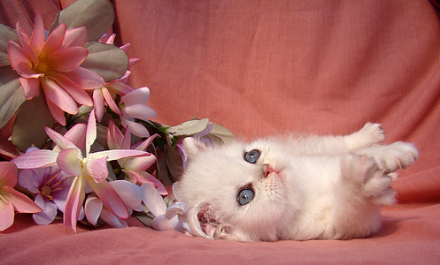 white kitten near white-and-pink flowers on pink textile thumbnail