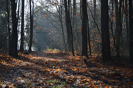 leaves on ground near trees thumbnail