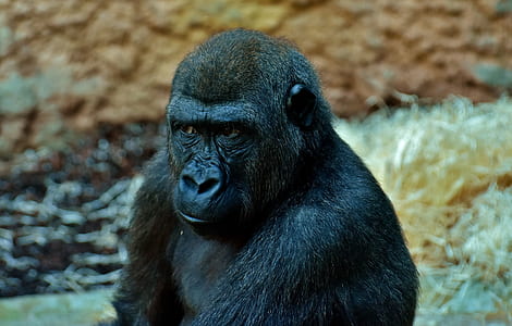 black gorilla on field thumbnail