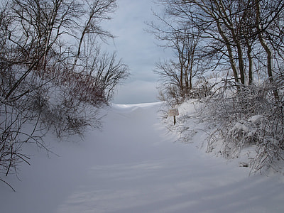 bare trees during daytime thumbnail