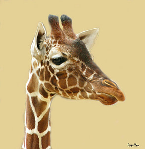 giraffe head painting thumbnail