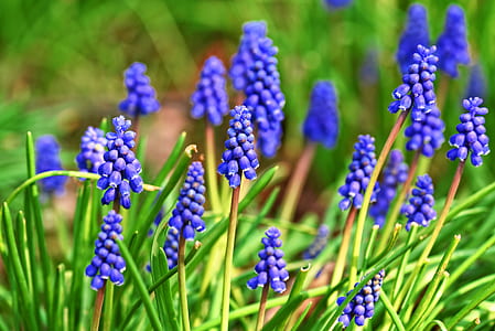 selective focus photo of a purple petaled flowers thumbnail