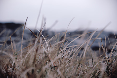 brown blades of grass thumbnail