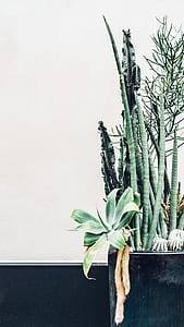 green leafed plant thumbnail