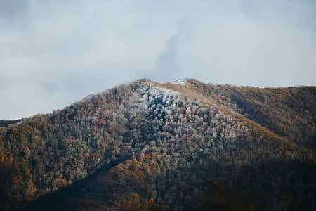 forest on mountain under white clouds thumbnail