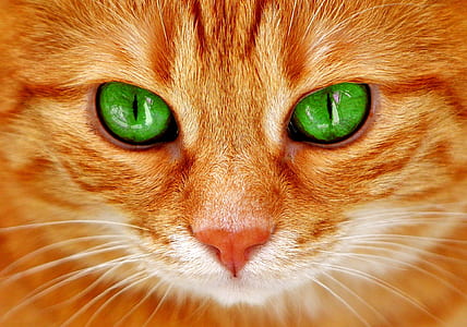 orange tabby cat in closeup photo thumbnail