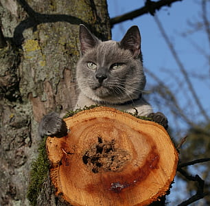 adult gray cat on tree during daytime thumbnail