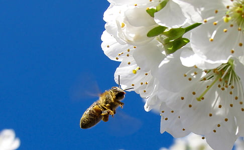 yellow and black honey bee near white flower during daytime thumbnail