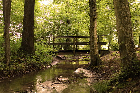 brown steel bridge on swamp thumbnail