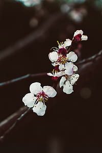 shallow focus photography of white flowers thumbnail