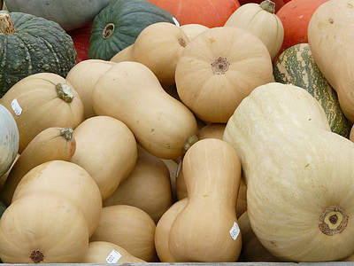 bunch of squashes thumbnail