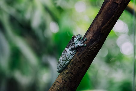 teal and black frog on tree branch thumbnail