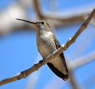 White and Brown Long-beak Bird Perched On Branch thumbnail