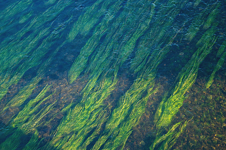 green sea weeds thumbnail