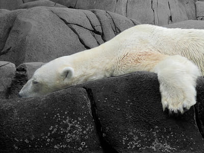 polar bear sleeping on rocks thumbnail