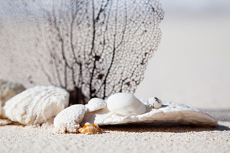 white seashell on gray sand thumbnail