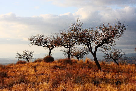 landscape photography of bare trees on grass field thumbnail