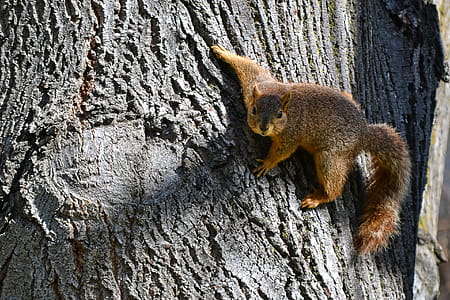 Brown Squirrel on Brown Slab thumbnail
